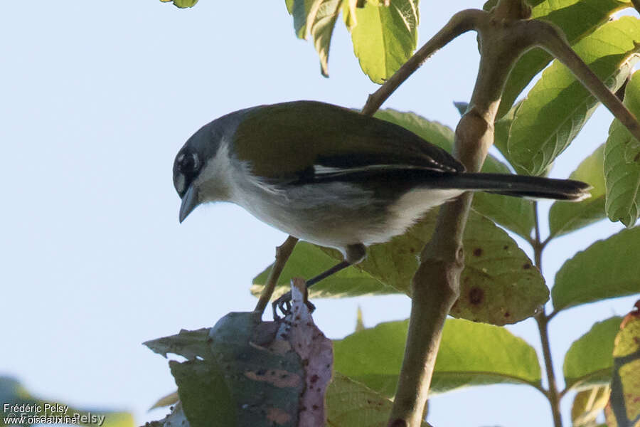 Paruline quatre-yeuxadulte, identification