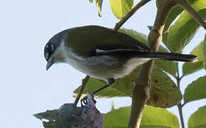 White-winged Warbler