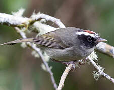 Black-cheeked Warbler