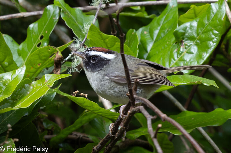 Black-cheeked Warbler