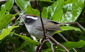 Black-cheeked Warbler