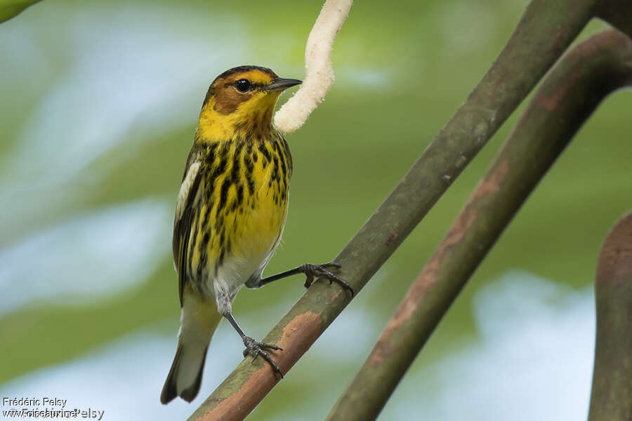 Paruline tigrée mâle adulte