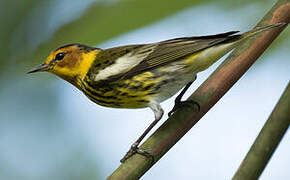 Cape May Warbler