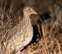 Plains-wanderer