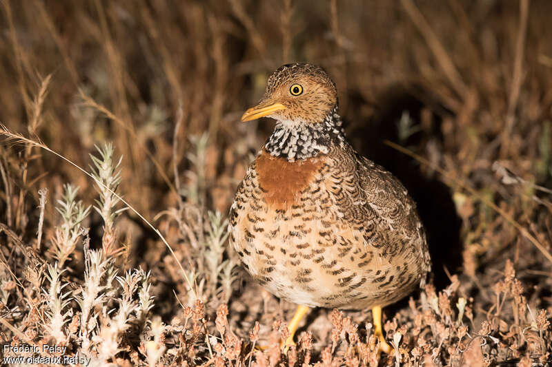 Plains-wanderer female adult