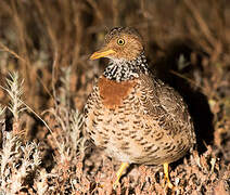 Plains-wanderer