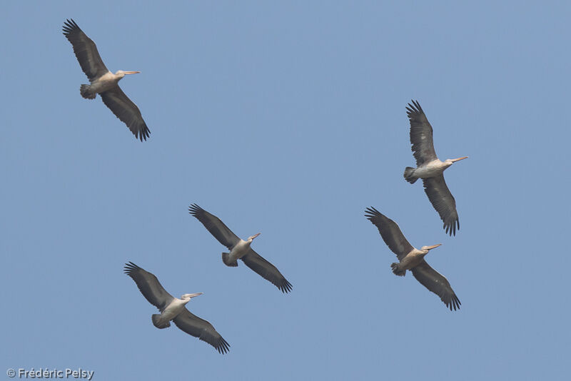 Spot-billed Pelican, Flight
