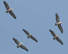 Spot-billed Pelican