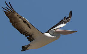 Australian Pelican