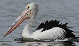 Australian Pelican