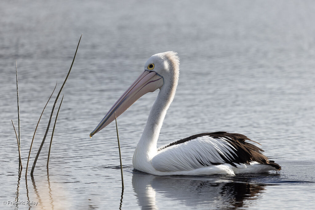 Pélican à lunettes