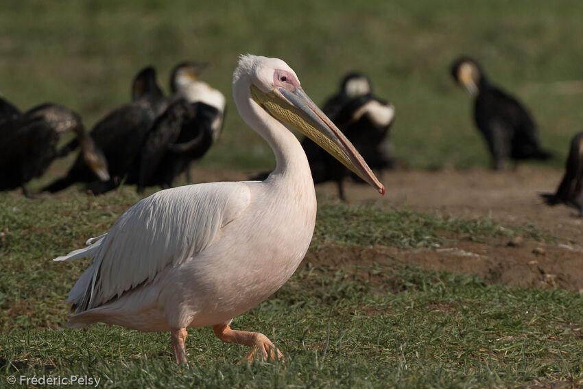 Great White Pelican