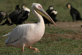 Great White Pelican