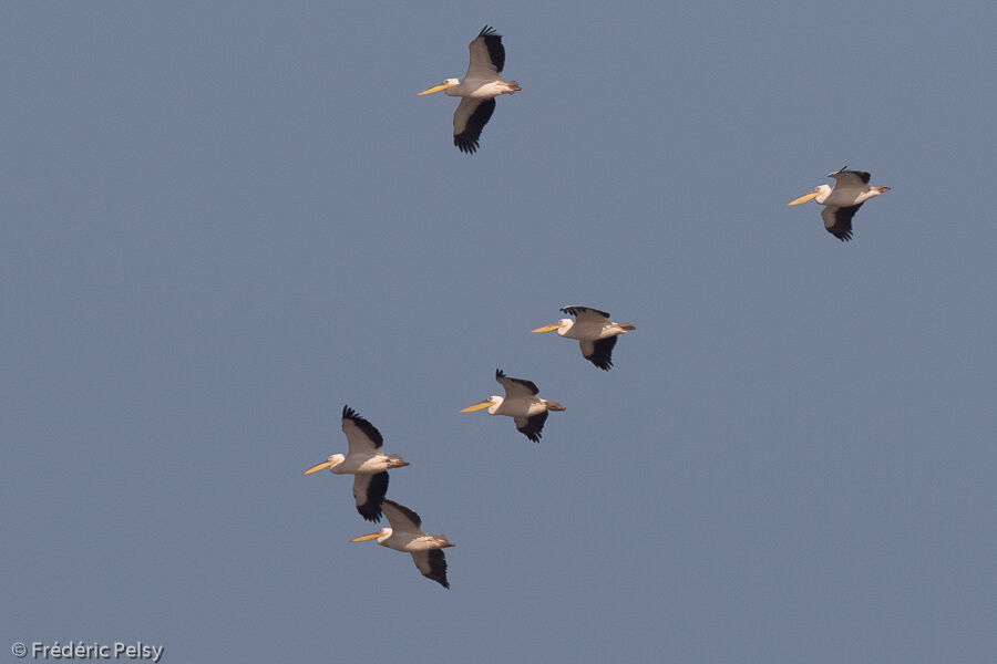 Great White Pelican