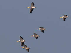 Great White Pelican