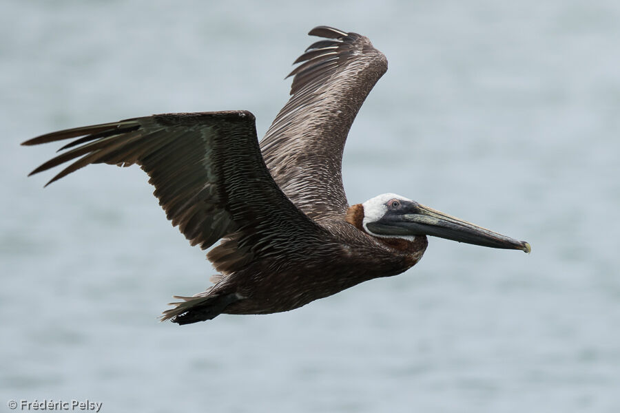 Brown Pelican, Flight