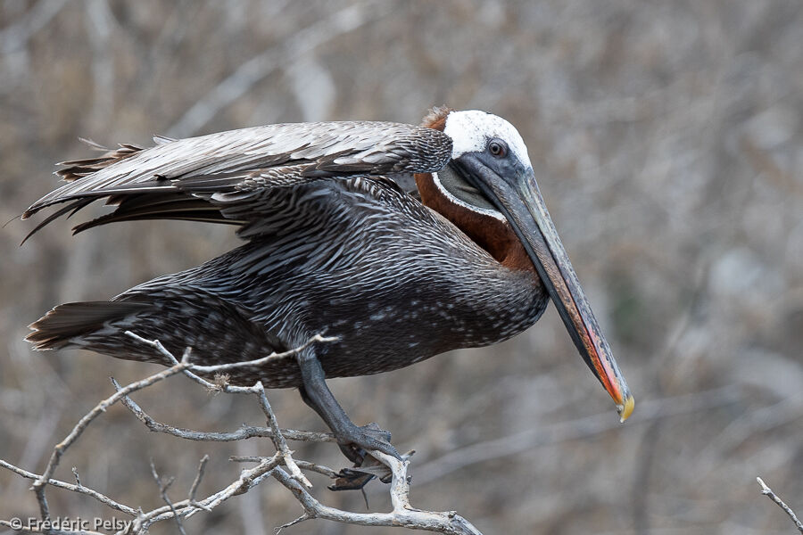 Brown Pelican