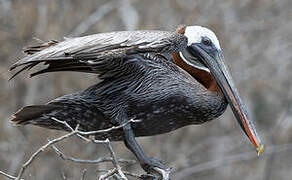 Brown Pelican