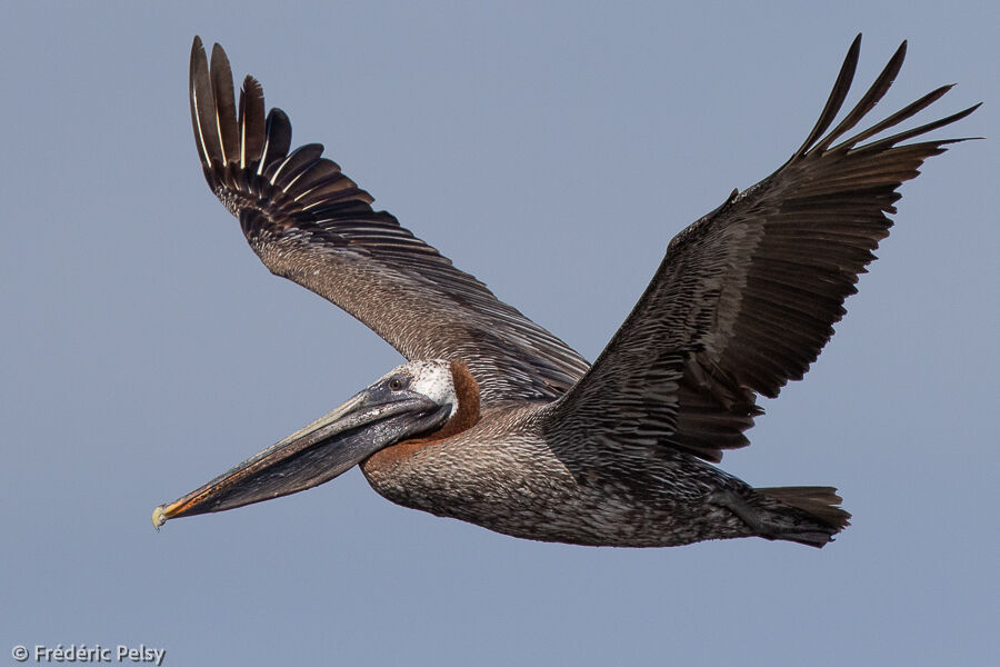 Brown Pelican, Flight