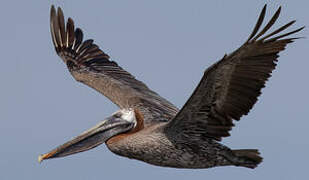 Brown Pelican