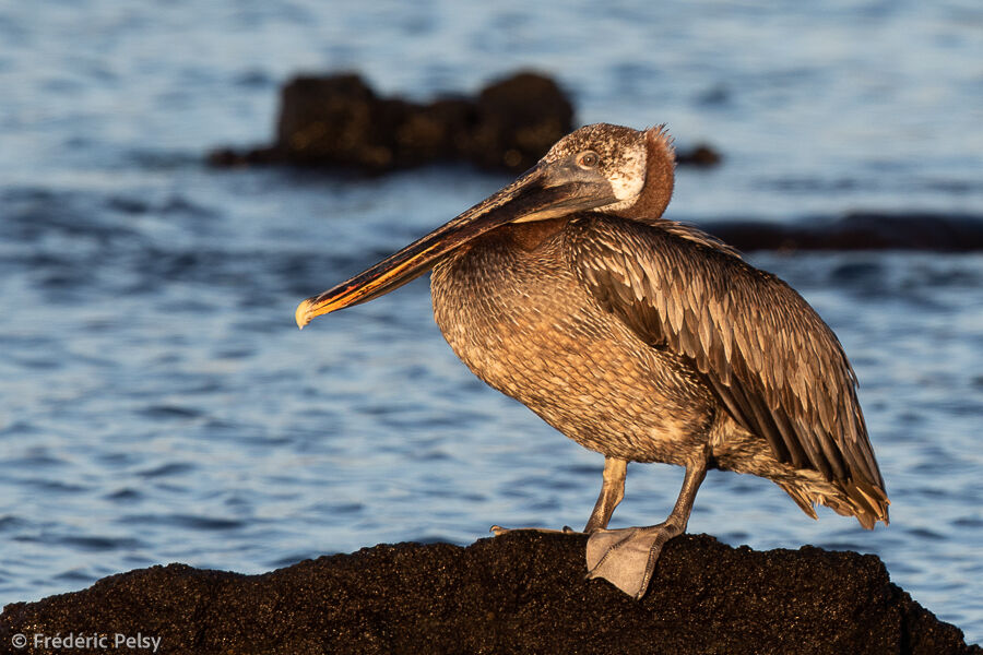 Brown Pelican