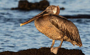 Brown Pelican