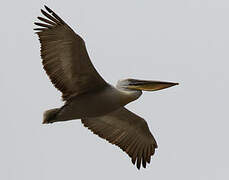 Dalmatian Pelican