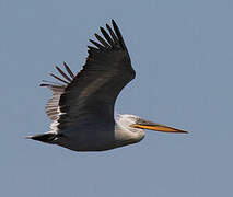 Dalmatian Pelican