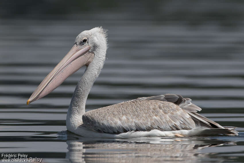 Pink-backed Pelicanadult post breeding, identification