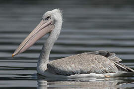 Pink-backed Pelican