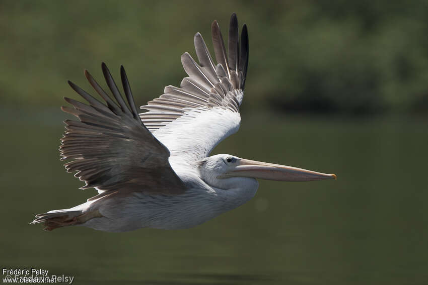 Pink-backed Pelicanadult post breeding, moulting, Flight