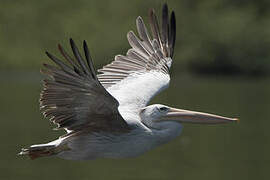 Pink-backed Pelican