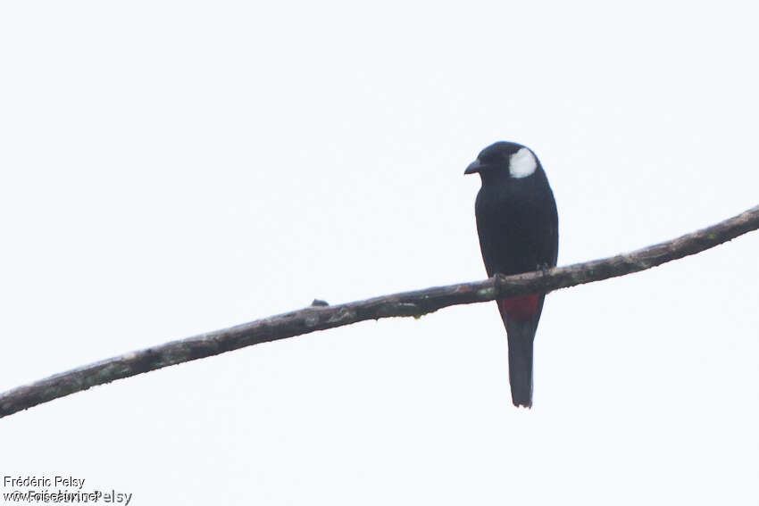 Peltopse des montagnesadulte, portrait