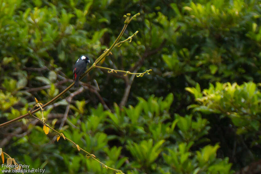 Lowland Peltopsadult, habitat