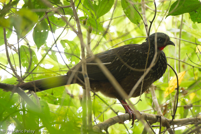 Band-tailed Guanadult