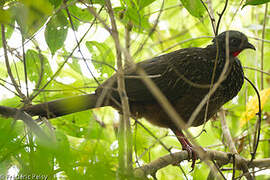 Band-tailed Guan