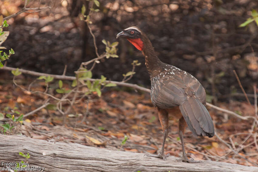 Chestnut-bellied Guanadult