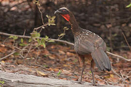 Chestnut-bellied Guan