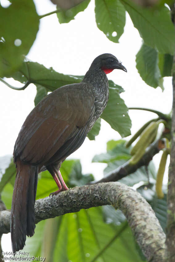 Pénélope de Caucaadulte, identification