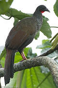 Cauca Guan