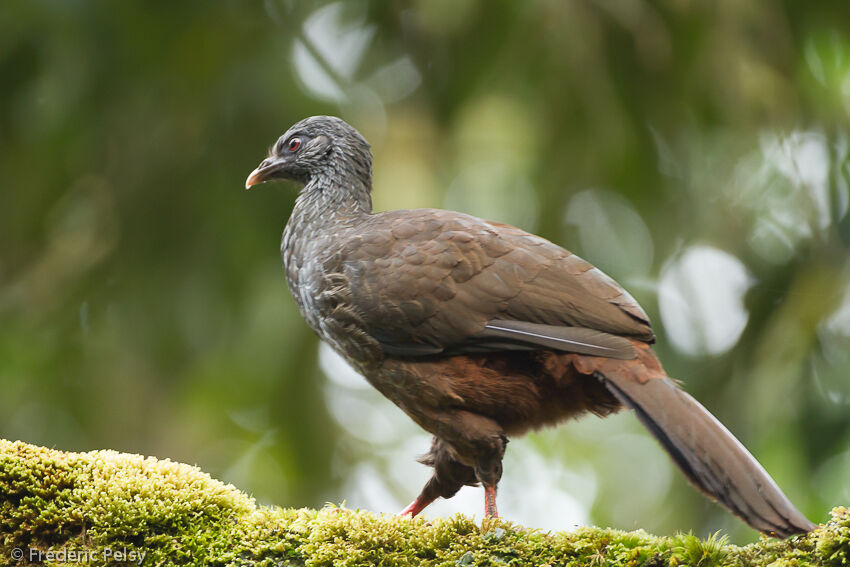 Andean Guanadult, identification