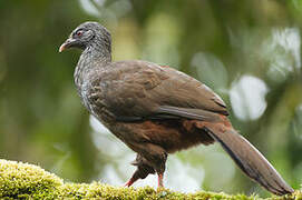 Andean Guan