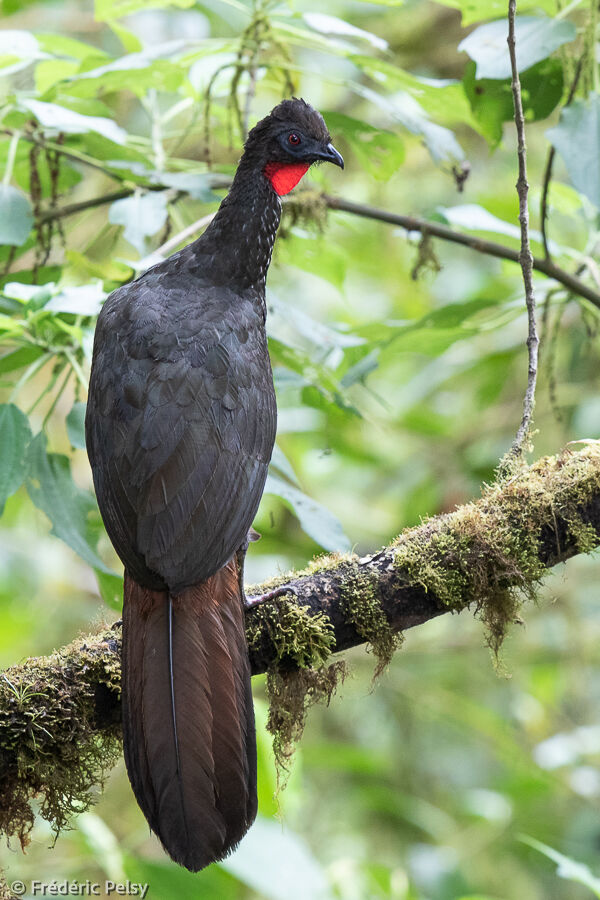 Crested Guan