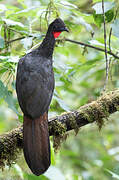 Crested Guan