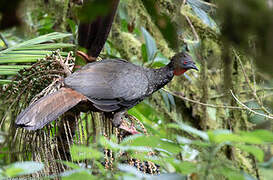 Crested Guan