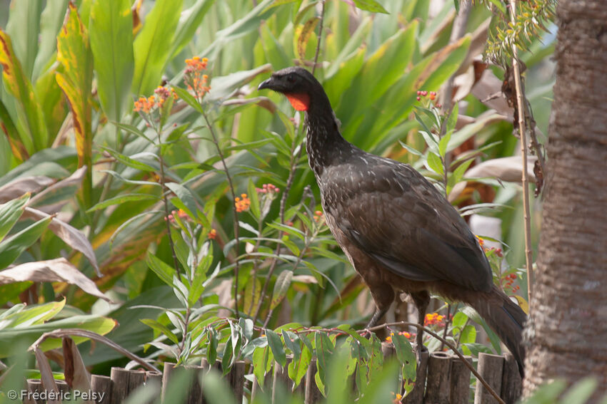 Dusky-legged Guan