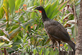 Dusky-legged Guan