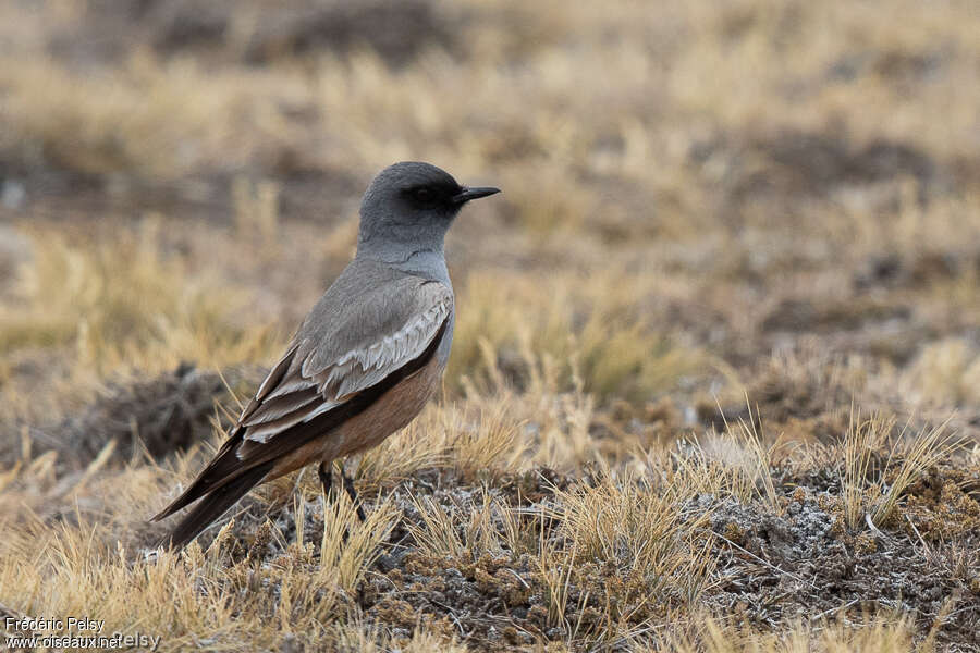 Chocolate-vented Tyrantadult, identification