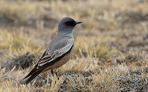 Chocolate-vented Tyrant