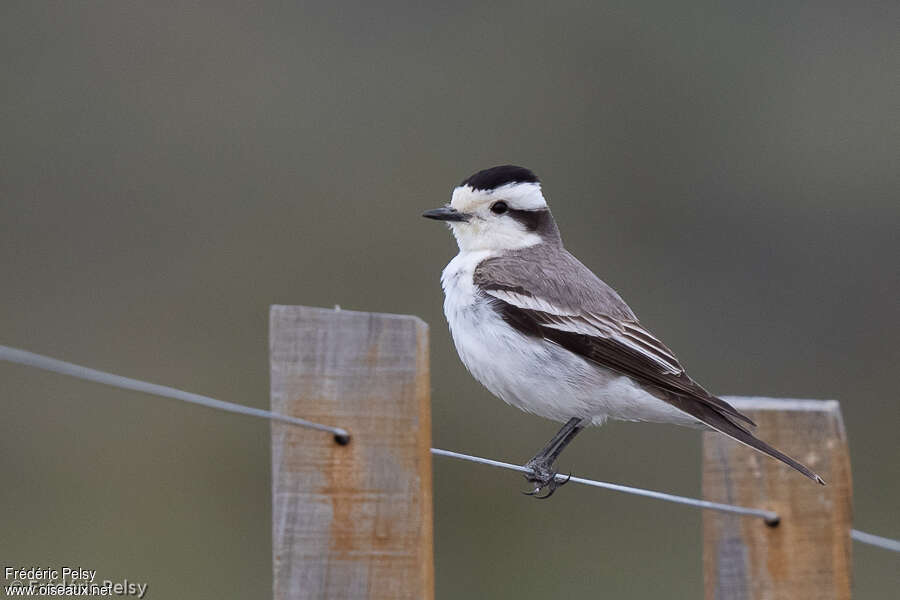 Black-crowned Monjitaadult, identification